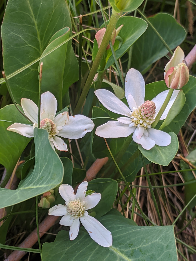 Yerba Mansa (Anemopsis californica)