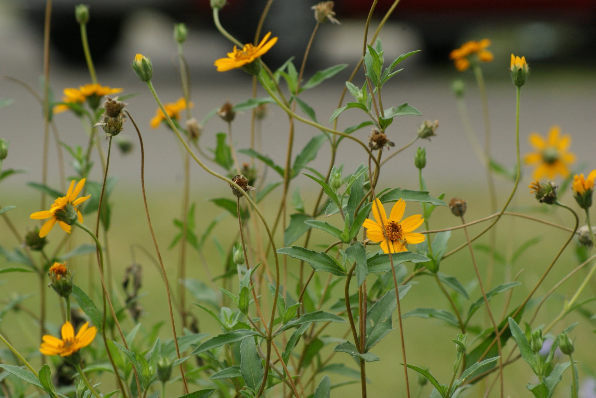 Zexmenia (Wedelia acapulcensis var. hispida)