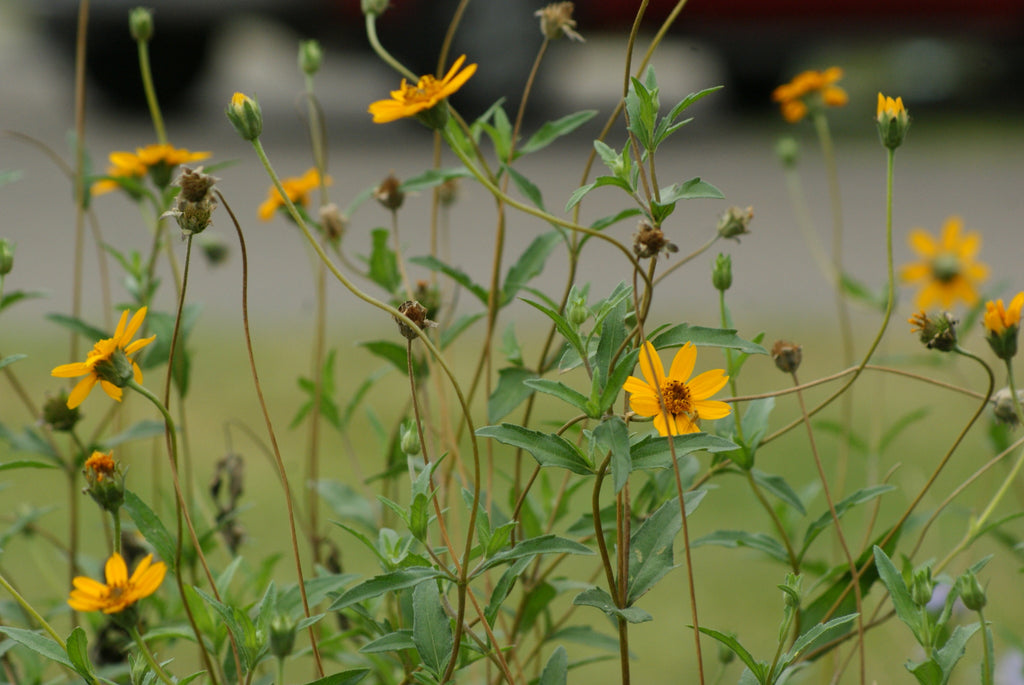 Zexmenia (Wedelia acapulcensis var. hispida)