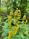 Zigzag Goldenrod (Solidago flexicaulis)